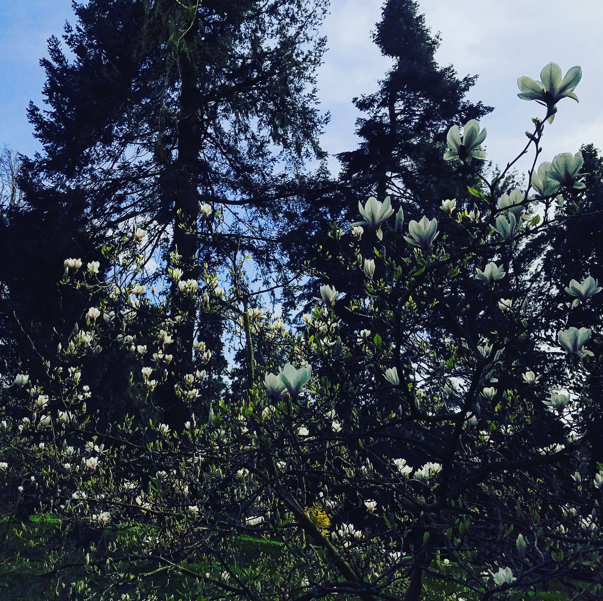 ThorpPerrow's tweet photo. Magnificent Magnolias! #magnolia #angelswalk https://t.co/IOVt94blcY