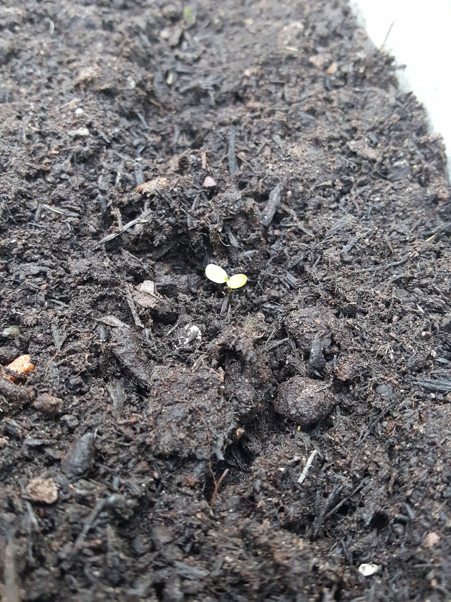 Gsharptools's tweet photo. @RyanBastin @WoodlandTrust And I got excited about the one I grew. Still waiting for the others to sprout. #64Mtrees #patience ! https://t.co/OCvNGGyJFa