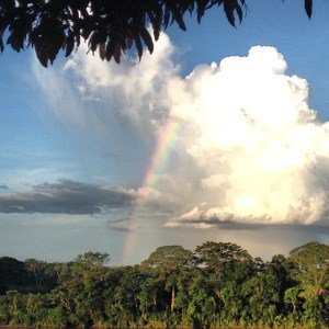 TheLandAlliance's tweet photo. #DYK: Forests in one country can generate rainfall in another? Watch: https://t.co/ghh6yTllLl  @CIFOR #TreesRCool #forestsH20 https://t.co/G5gNtL6DE7