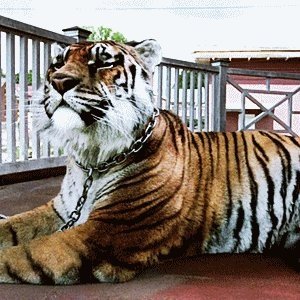 JDMNeganXD's tweet image. Hoy te convertiste en Héroe Shiva 
#TheWalkingDead