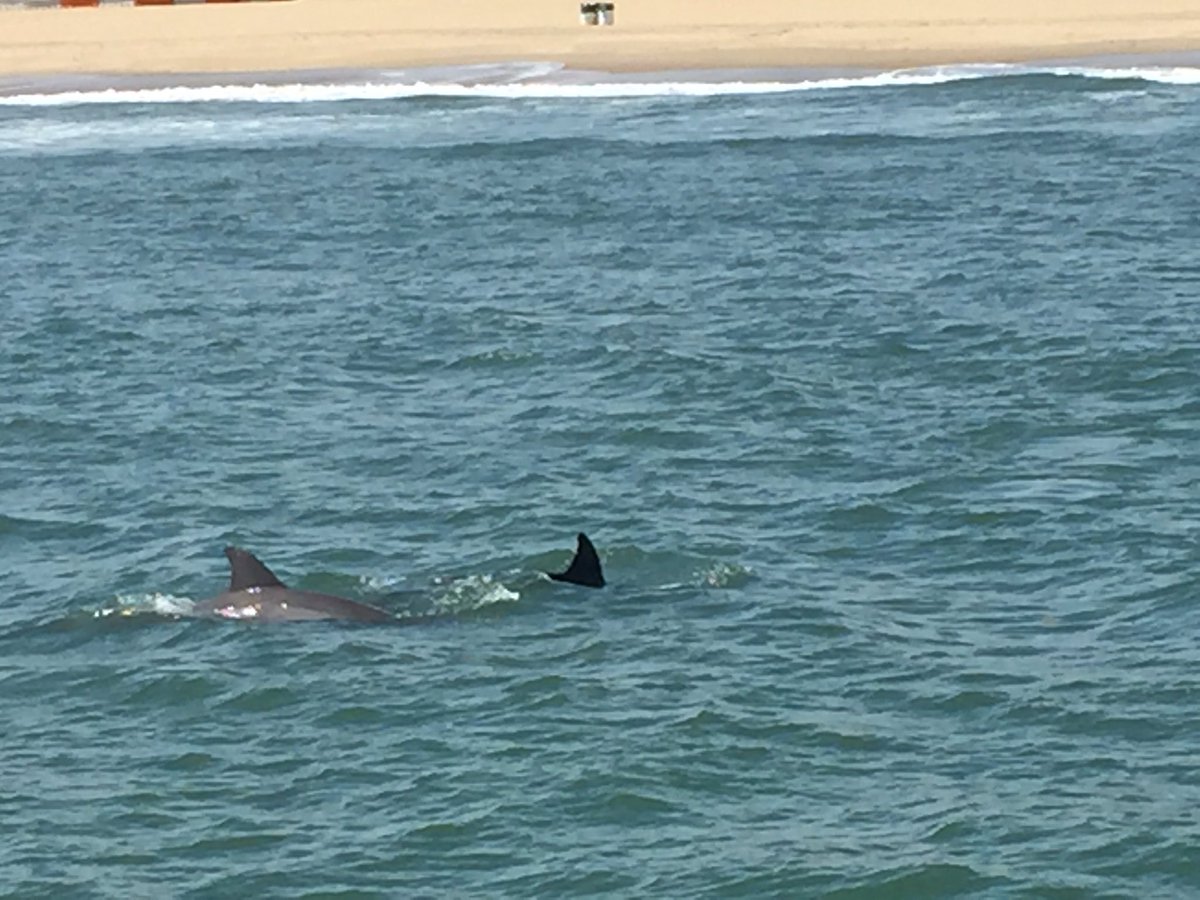 kady_holland's tweet photo. And we have dolphins!! 🐬 #EventsofaLifetime #DiamondResorts #VAAquarium 🐬💎 https://t.co/UogMMHlrJH