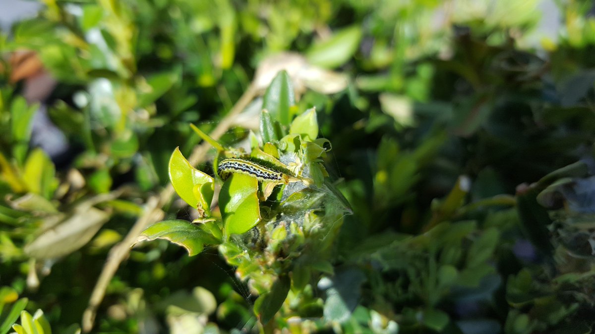 BrunoGobin's tweet image. proeven #pcsierteelt vergroten kennis voor aanpak #buxusmot bij tuinaannemer en gemeentelijke groendienst. Laat je tuinaannemer nu ingrijpen