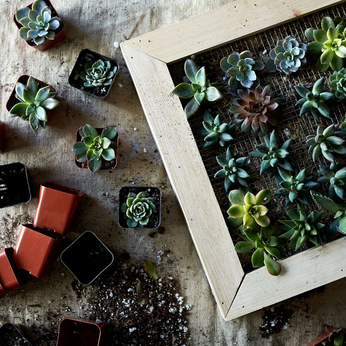 Food52's tweet photo. Liven up your home with a DIY vertical succulent garden. https://t.co/VTySAvIbzW https://t.co/CnSLnOWMtg