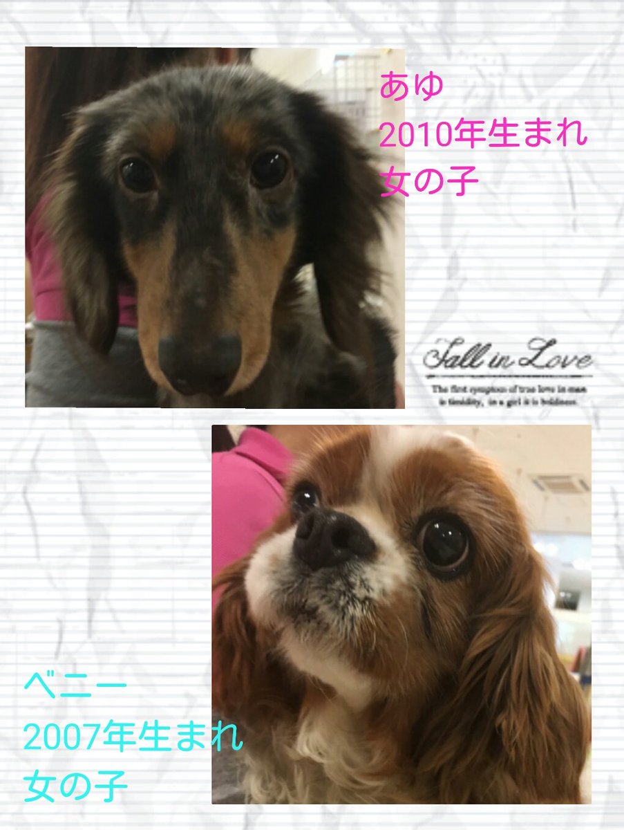Hogoken Cafe 印西店 本日保護された子たちです 性格等は観察中です 里親募集中 あゆ ミニチュアダックスフント ベニー キャバリアキングチャールズスパニエル ラブファイブ 保護犬カフェ 里親 印西 拡散希望 Hogoken Cafe 印西店 本日保護された子たちです 性格等は観察中です 里親募集中 あゆ ミニチュアダックスフント ベニー キャバリアキングチャールズスパニエル ラブファイブ 保護犬カフェ 里親 印西 拡散希望
