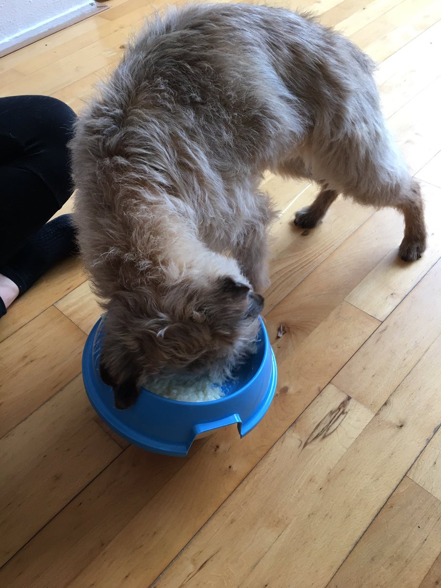SaffiBorderT's tweet photo. Rice pudding noms #saffisporch https://t.co/DPRRFNc22M