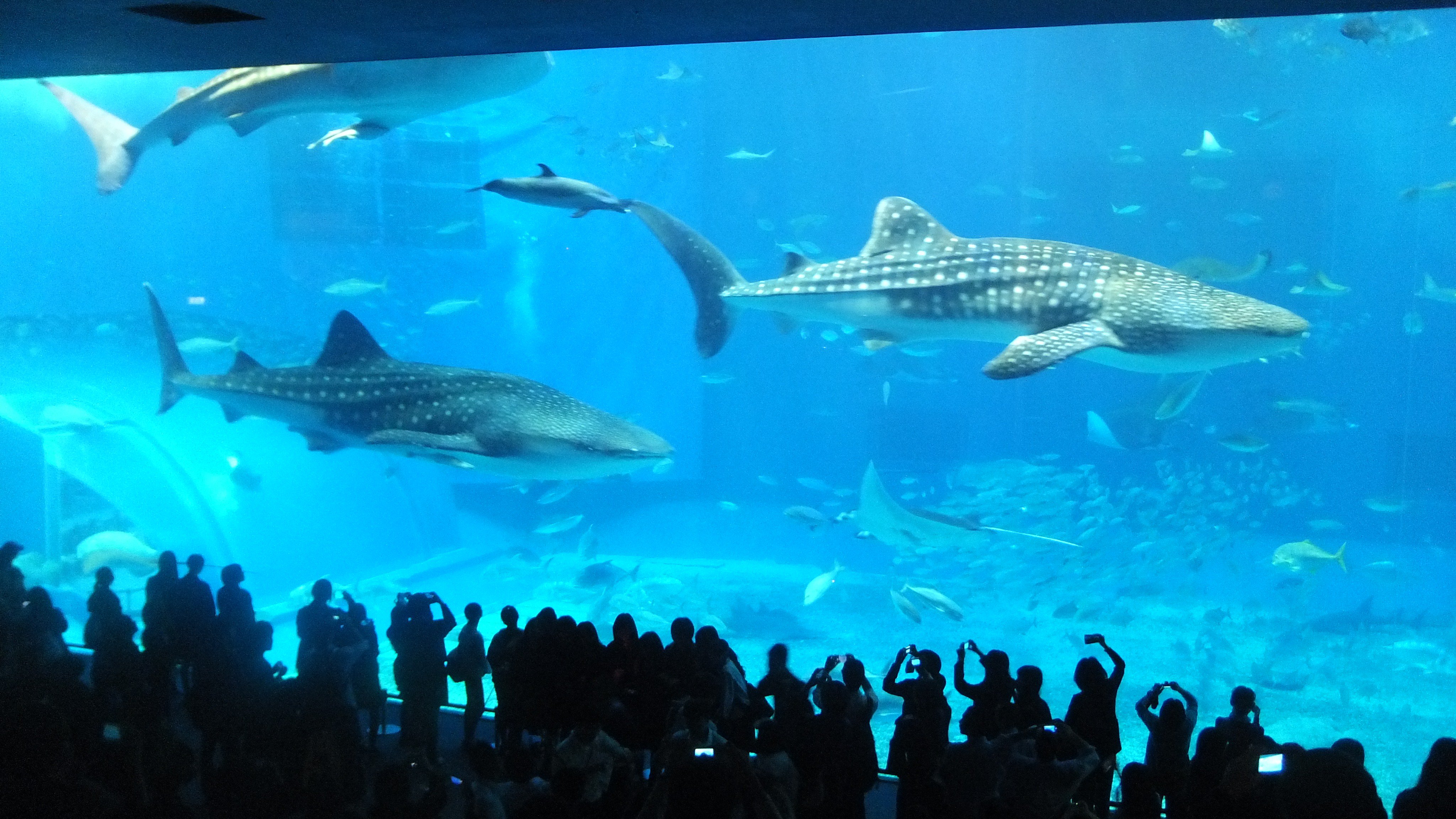 ❤️チャルメラ❤️星の海　小さな水族館　Sea drop✩。°ネックレス 海を泳ぐ熱帯魚ネックレス Whale tail opal necklace | IRIEBEACH