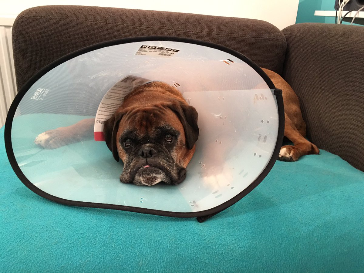 KristjanByfield's tweet photo. Got this soppy sod in with me all week. #ConeOfShame #boxerdogs #WorkBeast https://t.co/LejSuhj67s