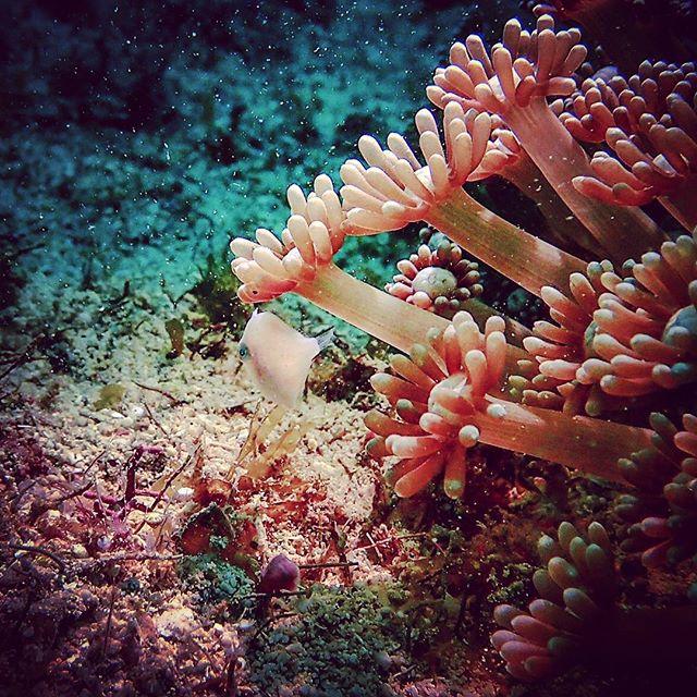 PADI's tweet photo. Can you spot the fish? 📷 IG user @Lex_Tigris https://t.co/2QFU06aehZ