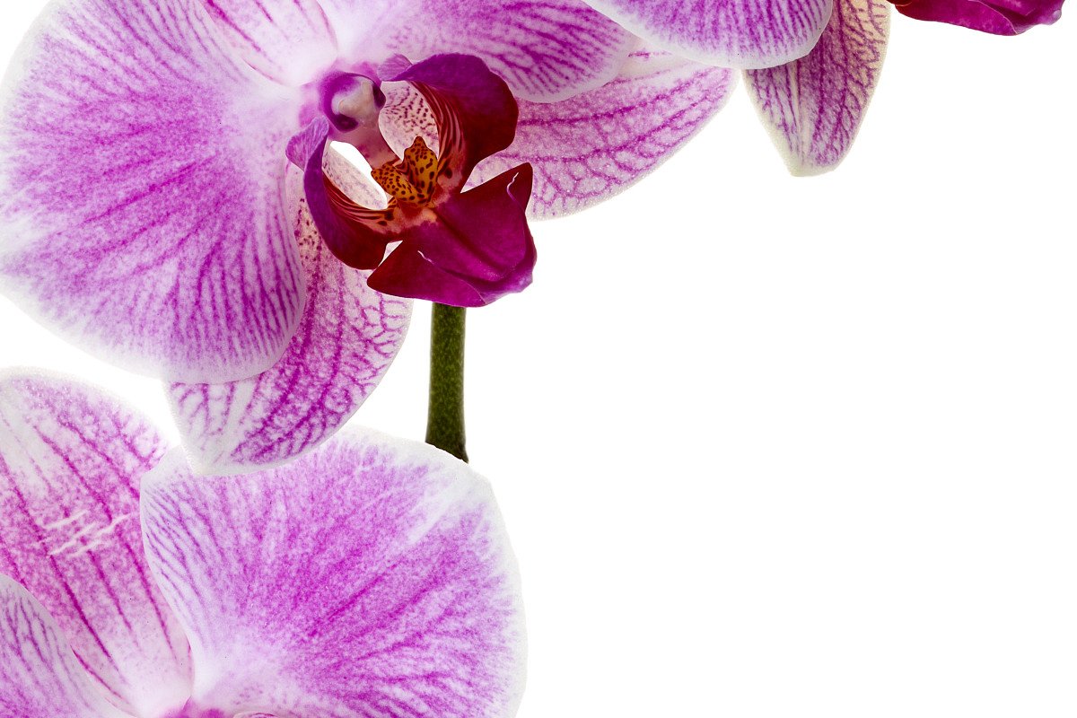 FlowerTrials tweet media