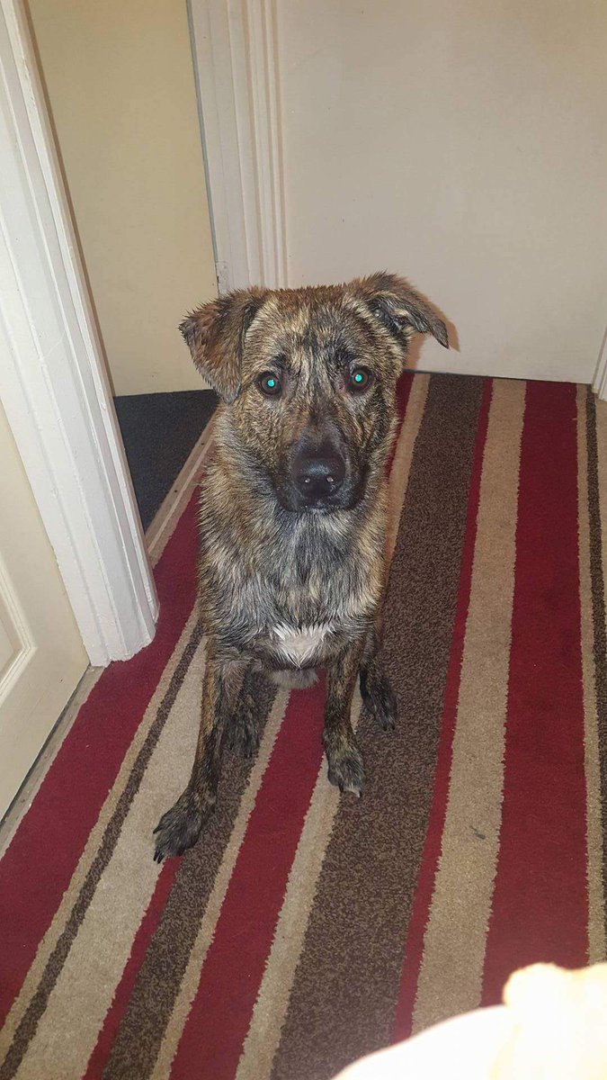 petvote.com/apr17/rocko-ly…

PLEASE PLEASE PLEASE VOTE FOR ROCKO!!!!!

petvote.com/apr17/rocko-ly…

Rocko is 13months old
He is Husky cross Staff 🐶