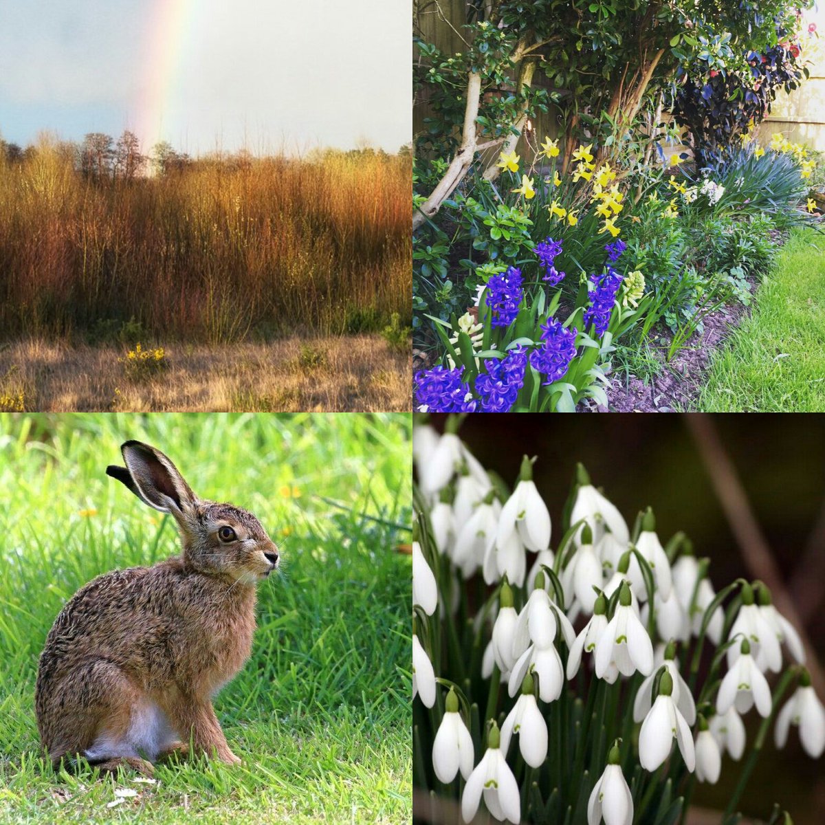 UniquelyMag's tweet photo. The delights of #Spring
#SpringGallery
@SalvagedNorfolk @iceniphoto @UniquelyMag #photography #springflowers #sunshine #rainbow https://t.co/WVWAwxyHoW