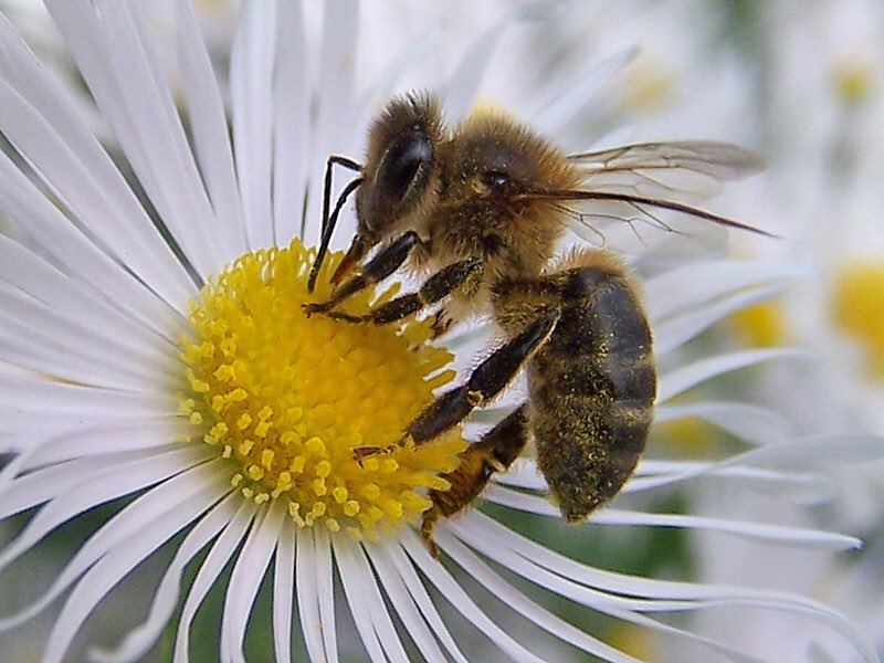 ControlPlagaBCN's tweet photo. La abeja es necesaria para la vida en nuestro planeta,por eso hay que utilizar productos que no les afecte! #ecologico #abeja #miel #flor https://t.co/xTp1BZTEno