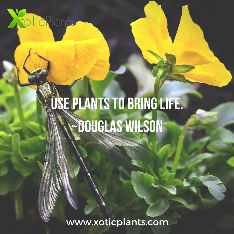 XoticPlants's tweet photo. Use plants to bring life. ~Douglas Wilson #quotes #inspirationalquotes #plants https://t.co/tBsP3KBkFw