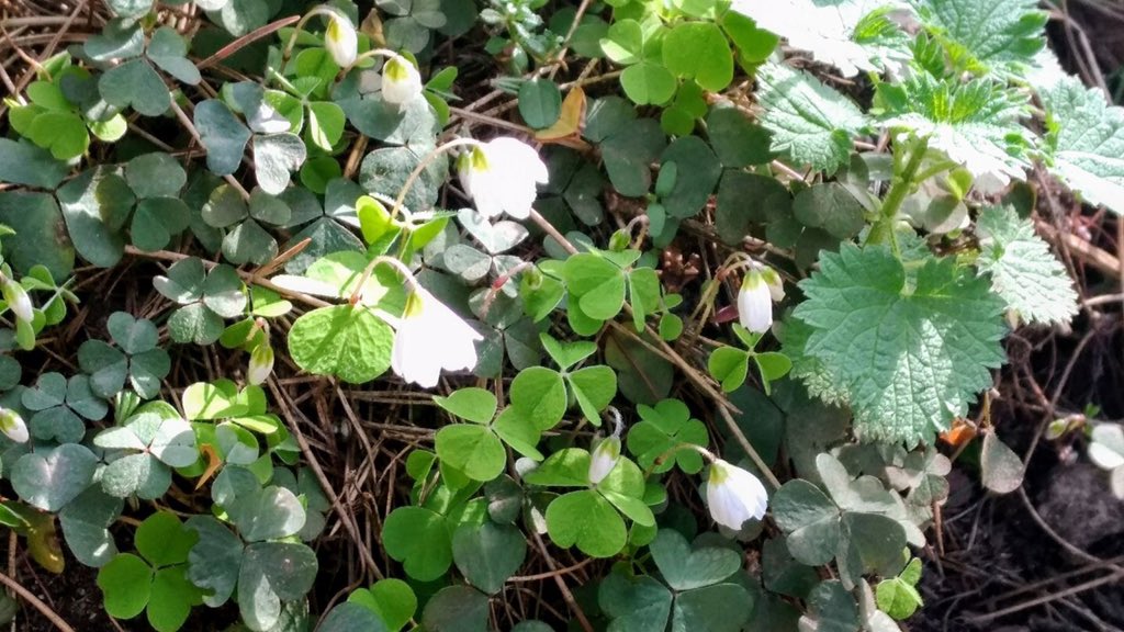 fullyfledged's tweet image. Wood Sorrel, commonly 'vinegar leaf' for its acidic taste, or Alleluyah as it flowers around Easter. #foodforfree #foragingfun #wildfood