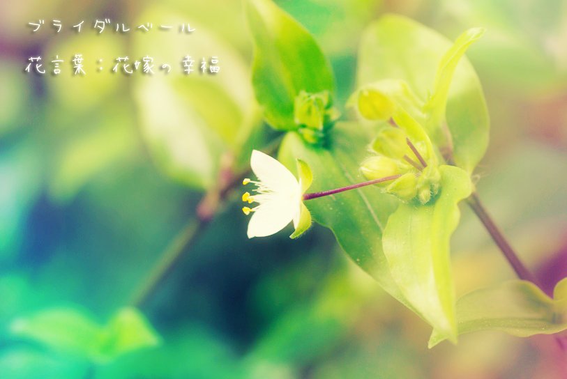 ぜいたくブライダルベール 花言葉 すべての美しい花の画像 ぜいたくブライダルベール 花言葉 すべての美しい花の画像