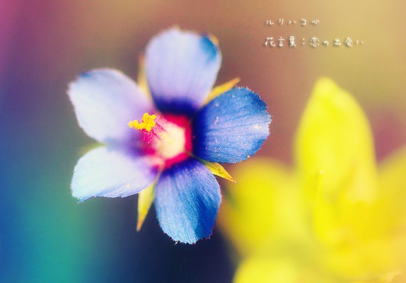 最高気高い 花 言葉 すべての美しい花の画像 最高気高い 花 言葉 すべての美しい花の画像