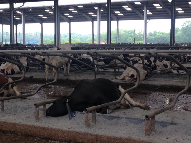 Envirosystemsuk's tweet photo. Looking for dry, hygienic & comfortable #cowbedding for #dairycows & livestock? Check out Envirobed Premium Blend: https://t.co/XZYA3VckkQ https://t.co/s06RxjR0Yk