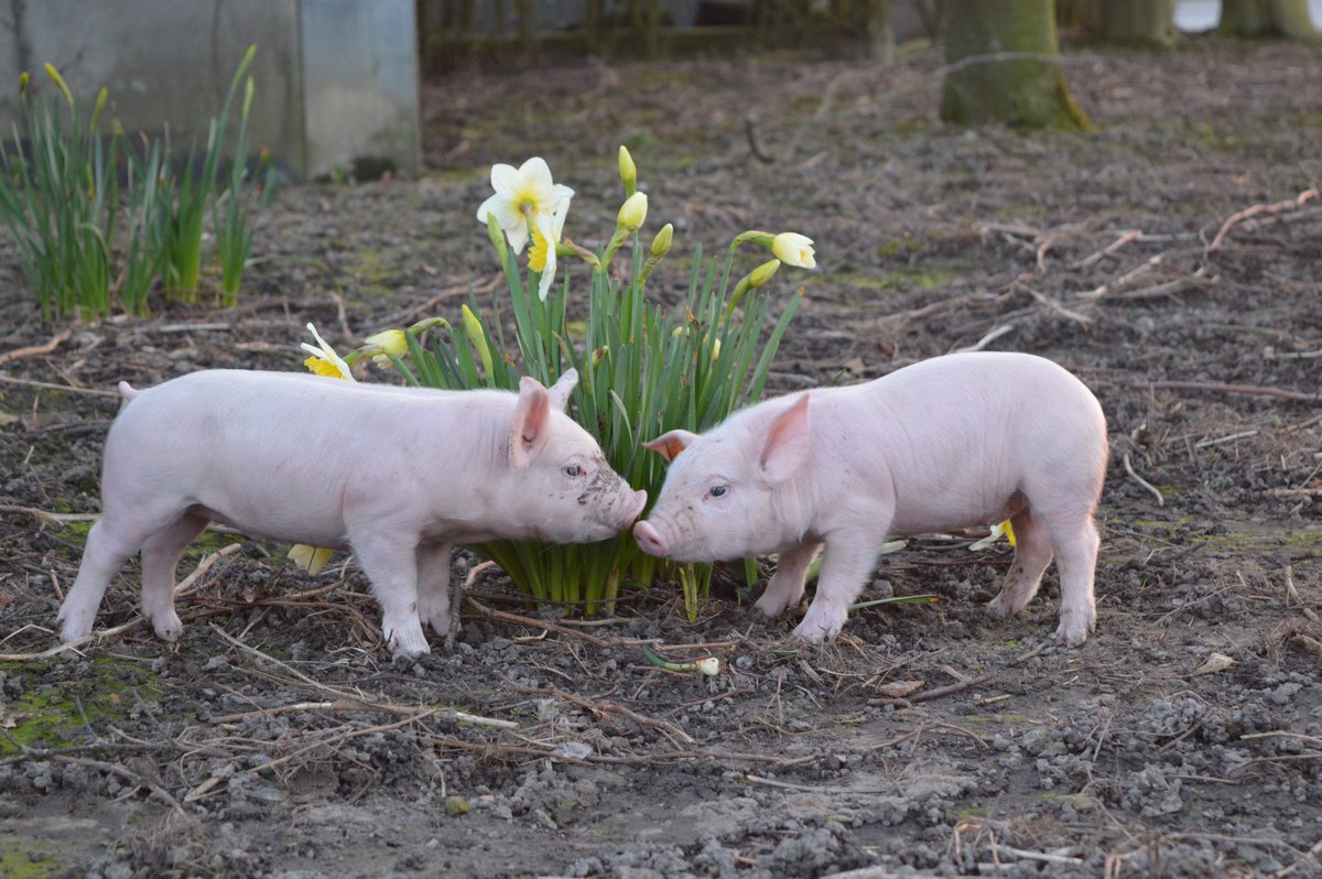 LGSeedsBelgium's tweet photo. 1e inzendingen #Limagrain #Animal #PhotoChallenge zijn binnen! Ook meedoen? Stuur foto/video nr challenge@limagrain.be, vermeld naam + adres https://t.co/2ahLxliGnt