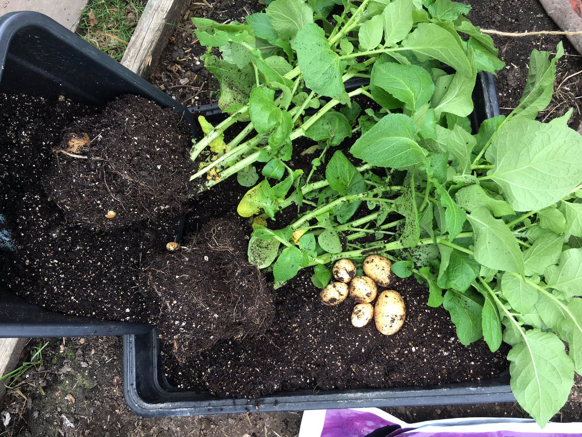 sarfsee's tweet photo. @LifeatNo27
Decided it's too damp to strim so had a #furtle around and found these! 🥔🥔#NewPotatoes
As well as a #slug!
Will be cooked soon👍 https://t.co/IKWNTXFTkM
