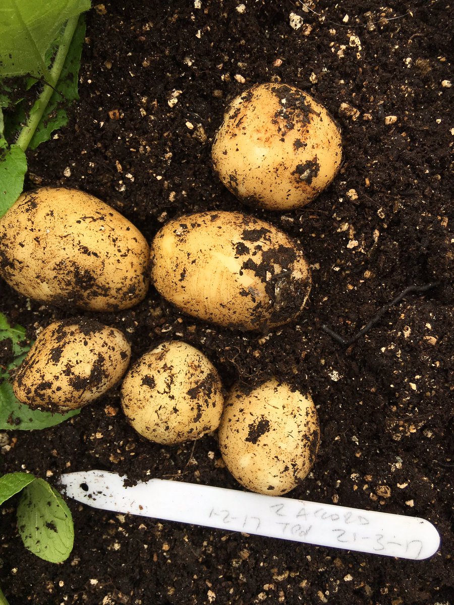 sarfsee's tweet photo. @LifeatNo27
Decided it's too damp to strim so had a #furtle around and found these! 🥔🥔#NewPotatoes
As well as a #slug!
Will be cooked soon👍 https://t.co/IKWNTXFTkM