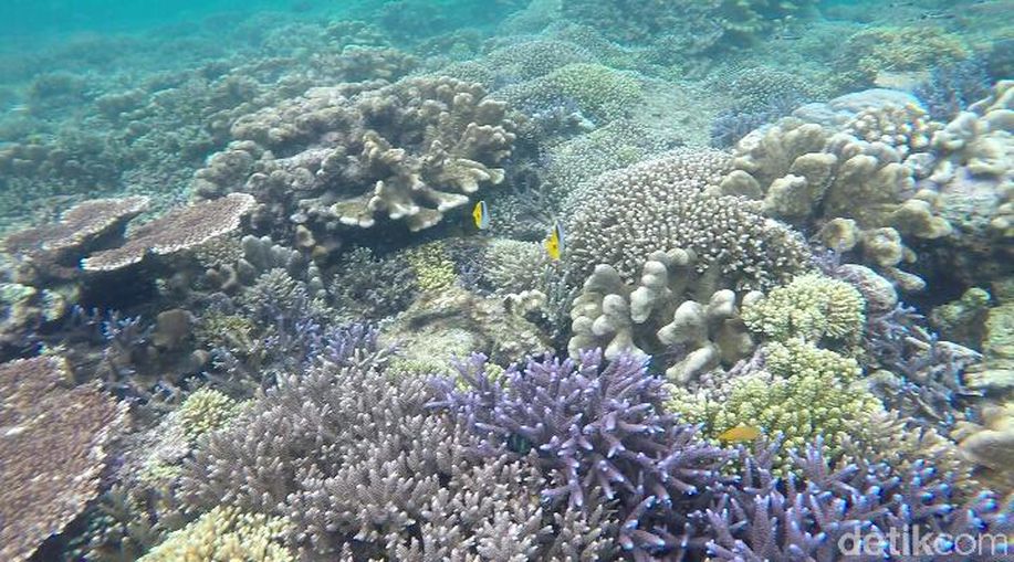 detikcom's tweet photo. Tak Cuma Ubur-ubur Langka, Kakaban Juga Punya Spot Snorkeling Eksostis https://t.co/YNuLFngYds via @detiktravel https://t.co/Tlk5foO47l