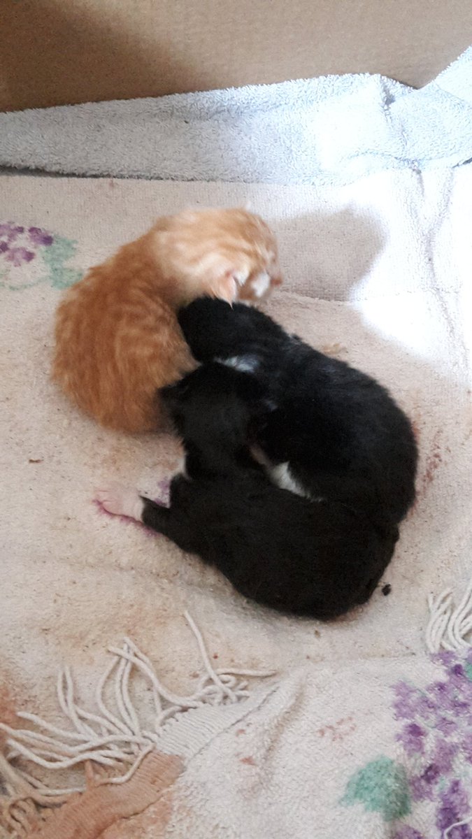 emmacoaker's tweet photo. Kittens born in my house 3 little cuties so proud og my girl lola she a brilliant mummy@feelingproud https://t.co/asSyGV4XV9