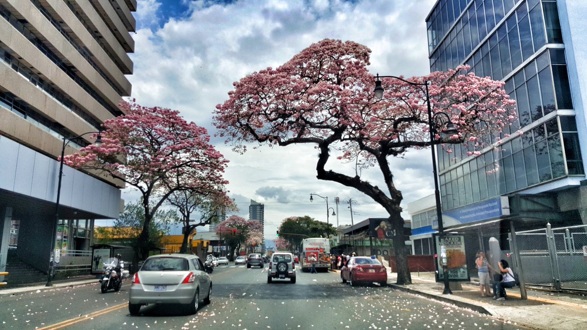 charlie350z's tweet photo. Quién dice que #ChepeCentro no es bonito?
#CostaRica #Travel #photography #photo #art #intothelens #destination #UrbanForest #CityLife https://t.co/L5on92bBUX