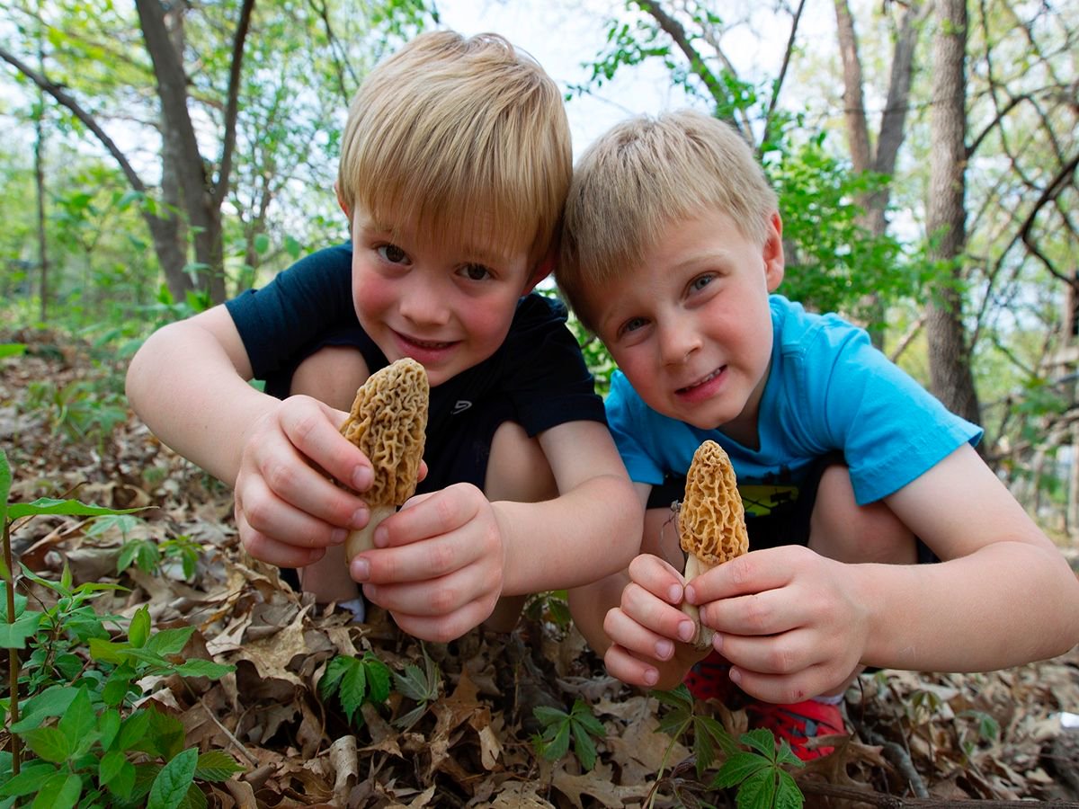 confedmo's tweet photo. Morel Mushroom Hunting a Great Spring Adventure #getoutdoors #morel https://t.co/CWHsdPTFY6 https://t.co/GbMljmyIPz