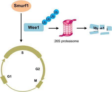 FEBS_Letters's tweet photo. A novel role for #Smurf1 #E3UbLigase in controlling #CellCyle #Sphase progression by promoting #Wee1 degradation https://t.co/MhxmhsP33r https://t.co/17PpdyorFm