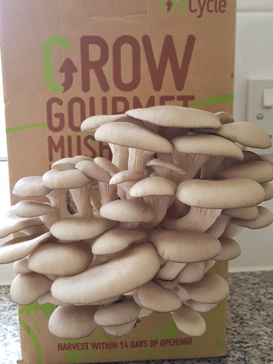 railtonh's tweet image. @GroCycle they're taking over the world lol! My wife is uber pleased with her Mother's Day gift