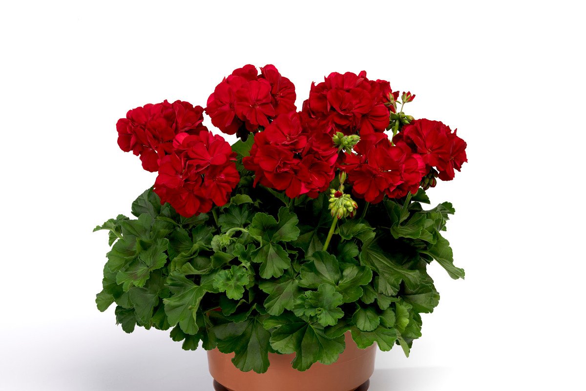 FlowerTrials tweet media