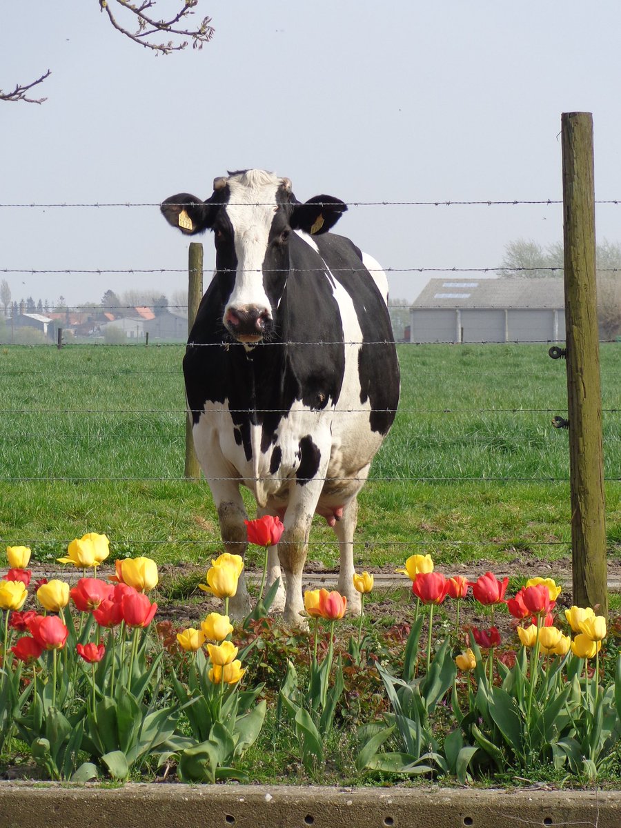 LGSeedsBelgium's tweet photo. Nieuwe inzendingen #Limagrain #Animal #PhotoChallenge. Ook meedoen? Stuur foto/video nr challenge@limagrain.be, vermeld naam + adres https://t.co/uuwFYZbVgq
