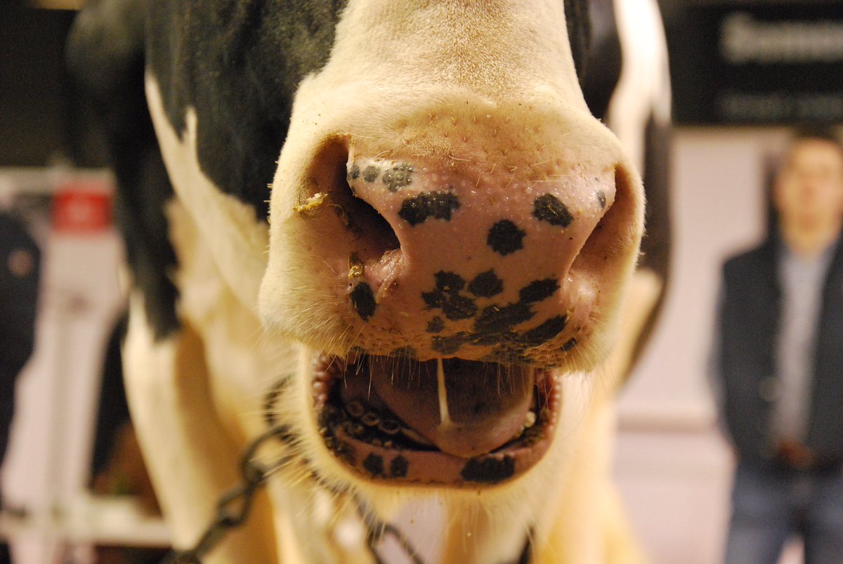 LGSeedsBelgium's tweet photo. Nieuwe inzendingen #Limagrain #Animal #PhotoChallenge. Ook meedoen? Stuur foto/video nr challenge@limagrain.be, vermeld naam + adres https://t.co/uuwFYZbVgq