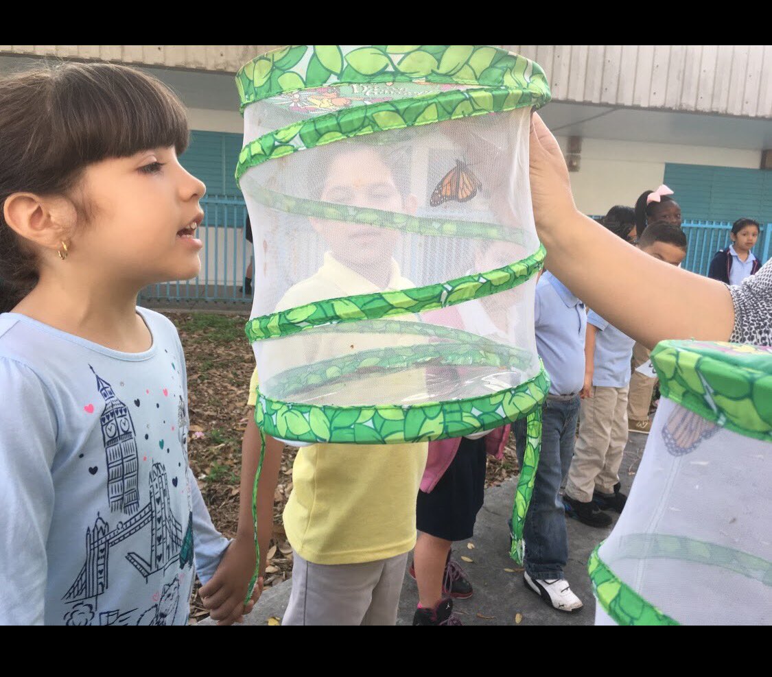 CampbellDriveK8's tweet photo. #cdk8invincible is learning about the final stage of the butterfly lifecycle ππ¦ @MDCPSSci https://t.co/k4Iy7er889