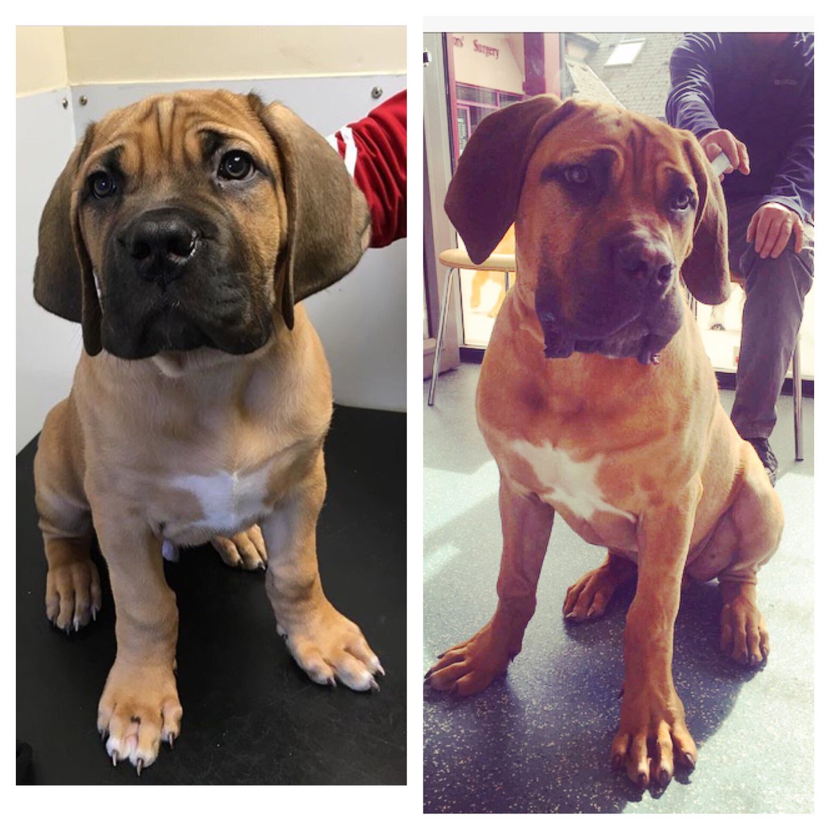 Stdavidvets's tweet photo. Remember Ragnar? We thought he was big in Jan but today he's 5 months and 36kg! #boerbel https://t.co/WgicieMKEb
