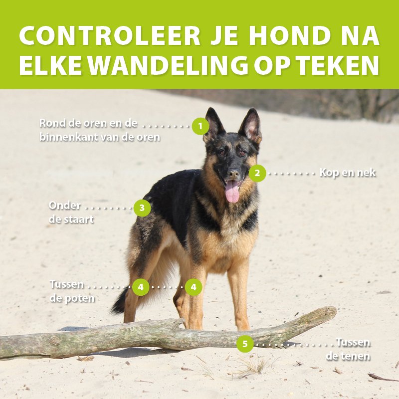Controleer je hond op teken na een wandeling #weekvandeteek