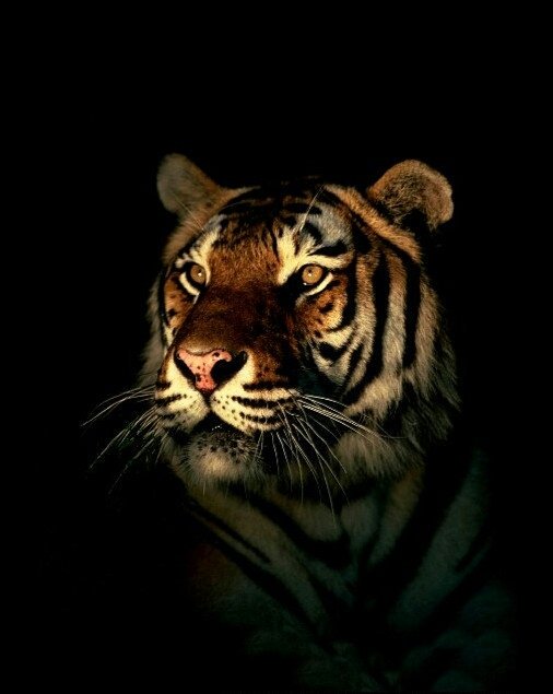 Картинки тигра с надписями. Прикольный тигр. Тетрадь по литературе с тигром. Мудрый тигр. Приколы про тигров.