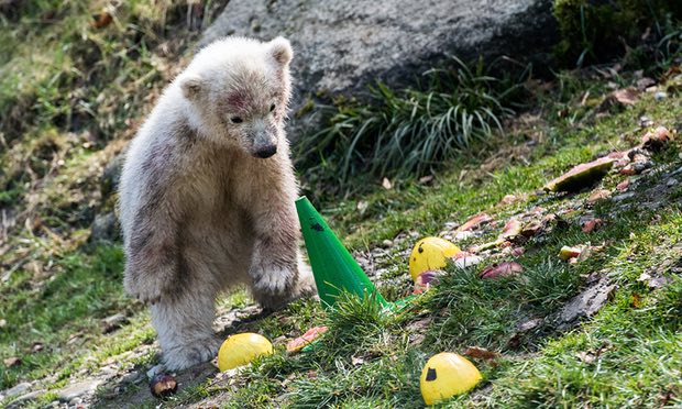 springlinx1's tweet photo. UK #travel firm becomes the first to drop zoos - https://t.co/3xXwRaHIZJ #travelling #holiday https://t.co/7F53YorK6Z