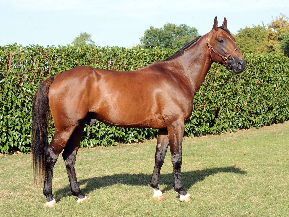 HFresneaux's tweet photo. A VENDRE : saillie de PRODIGIOUS et ROYAL DREAM. N'hésitez pas à nous contacter. https://t.co/YyHU1pbq0I