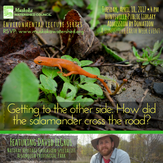 muskokawatershd's tweet photo. Celebrate #EarthWeek with us at the #Huntsville Library with a talk about Roads &amp; Wildlife by @Algonquin_PP Naturalist @salamandertrack! 🦎 https://t.co/IZUPRMpBek