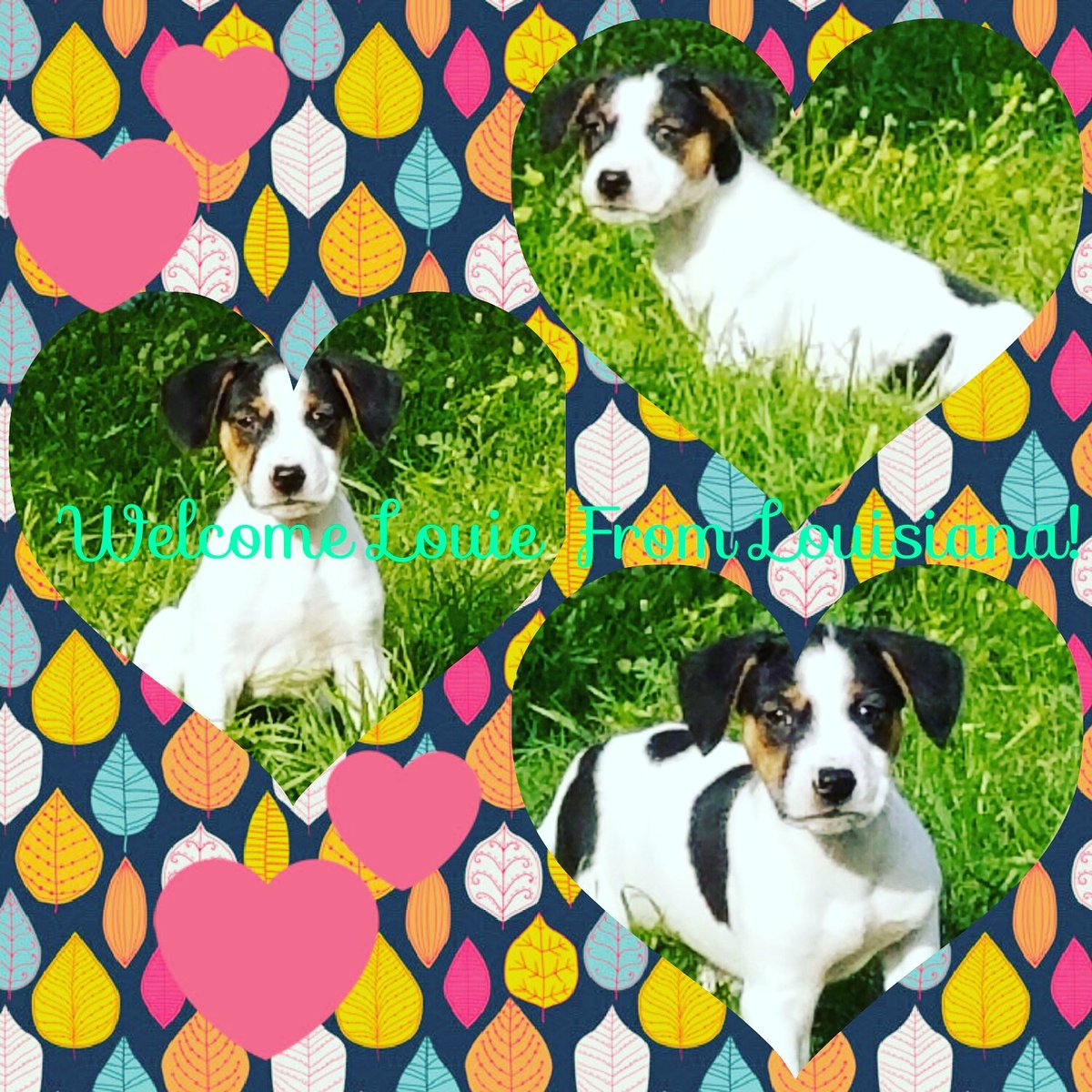 EScential_Edu's tweet photo. Took a road trip this weekend to Louisiana to pick up this little Hound Mix Pup! His name is Louie!😘 #puppylove #toocute #welcometothefamily https://t.co/rglY8IY4Ut