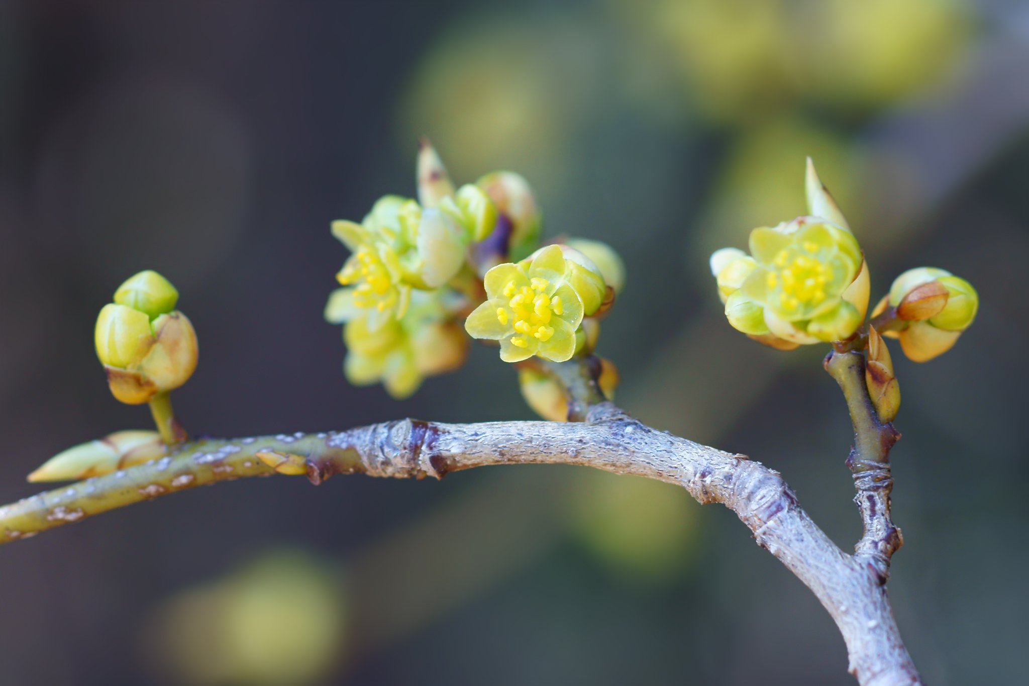 シロモジ - Search / X