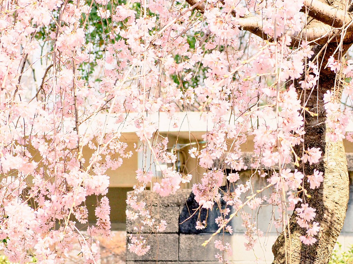 suchoco89's tweet photo. 公園の花達

#photography 
#coregraphy 
#写真好きな人と繋がりたい https://t.co/n32e7iuNj7