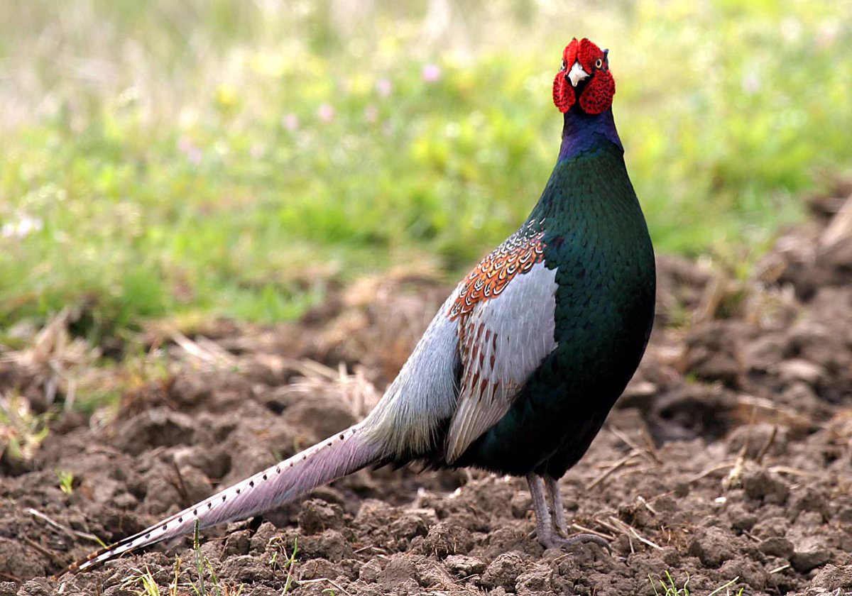 ちー 少しお休みします Pa Twitter 何故 桃太郎のお供に雉が 桃太郎は鬼に対抗して裏鬼門である十二支の 申 さる 戌 いぬ 酉 とり を選びました 何故 鳥ではなくキジかというと日本を代表する野鳥なので 役割は キジは勇気の象徴 偵察 猿は知恵