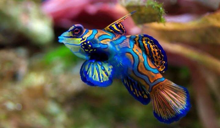 sumanrohoman's tweet image. 🐟 What a Beautiful fish 🐟
🐟@dazirazi 
🐟@valentbobrowa20 
🐟@CristinPereyra 
🐟@lazurit_plus 
🐟@nivea_mc 
🐟…🐟…🐟…🐟…🐟…🐟…