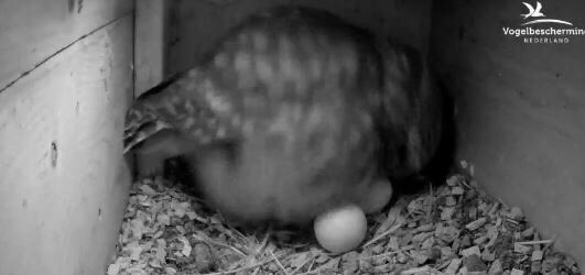 En dat is Steenuil ei nummer 2 @beleefdelente !