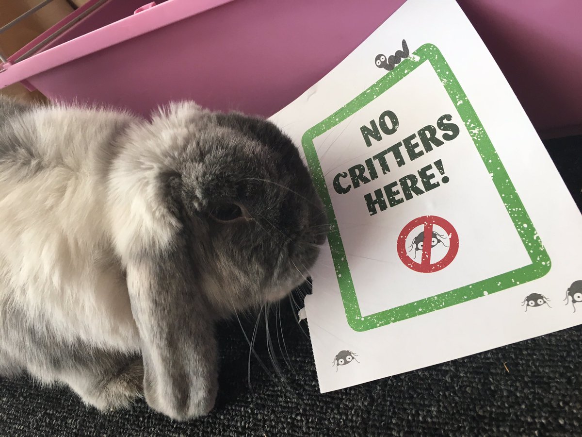 minniek8's tweet photo. #critterfreeVIP Izzy the mini lop is loving the goodies from @PetsatHome. She also took a shining to the bug-free badge! https://t.co/nn2oIvdMVv