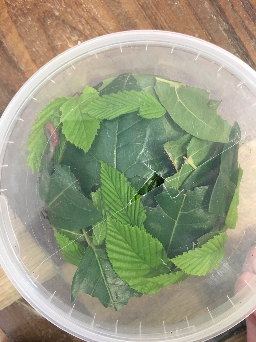 AislinnSIE's tweet photo. Junior infants created a class wormer today. We used soil, sand &amp; leaves. We each placed a worm into its new home. V excited #ScienceEd https://t.co/YcDw26IDqf
