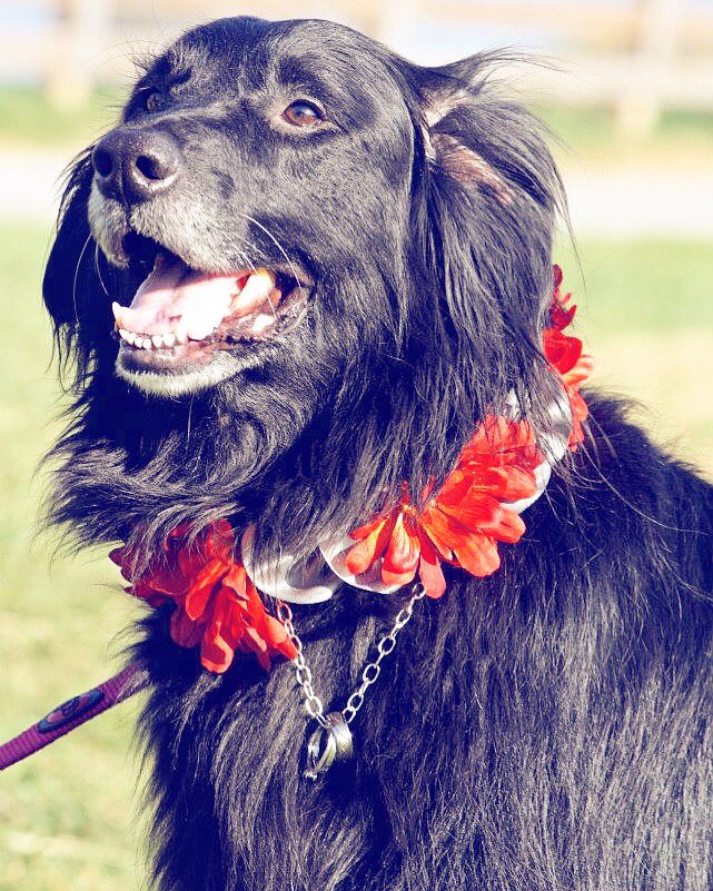 Ring bearer style points +100 #dogslife #doggingmoms #dogsoftwitter #weddingday #WeddingCrashers #mondaymotivation #MondayMorning #lovewins