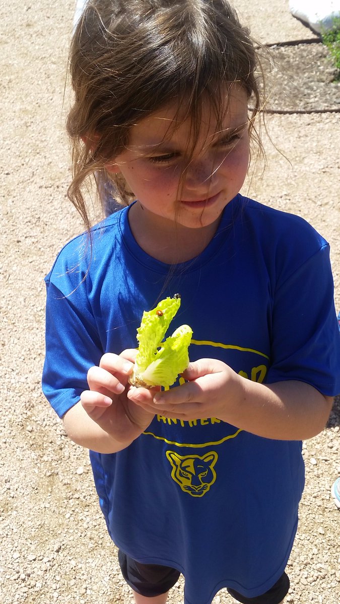 SpicewoodPYP's tweet photo. We've been busy in the garden lately! It's #ladybugrelease day. Sts observe how ladybugs are connected 2 our environment #sharingtheplanet https://t.co/X8fVo1MwbV